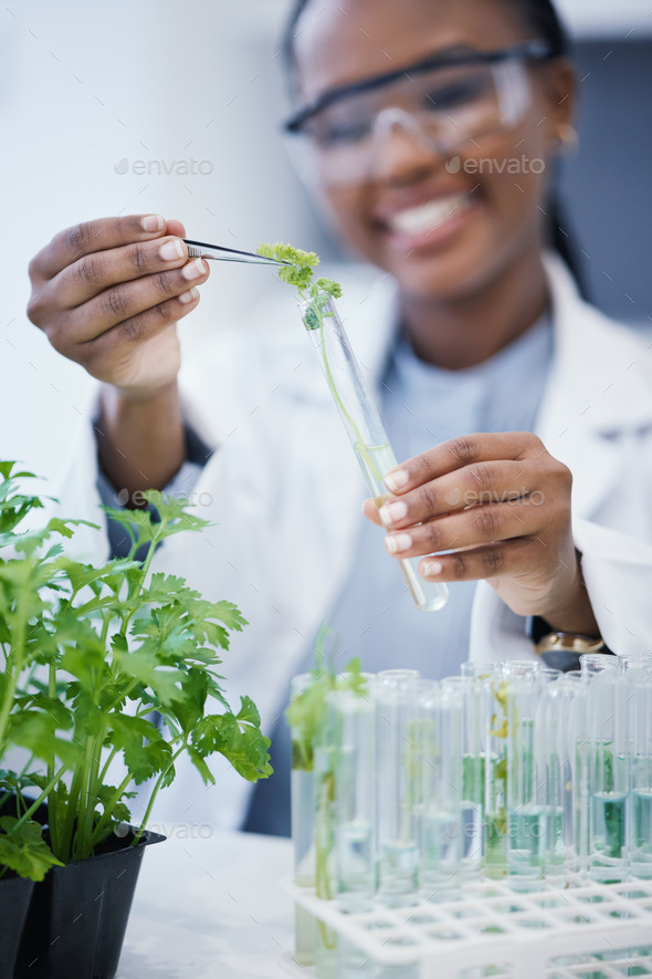 Black woman, scientist and research with plants in test tube at laboratory for analytics or innovat