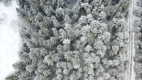 Winter Spruce and Pine Forest