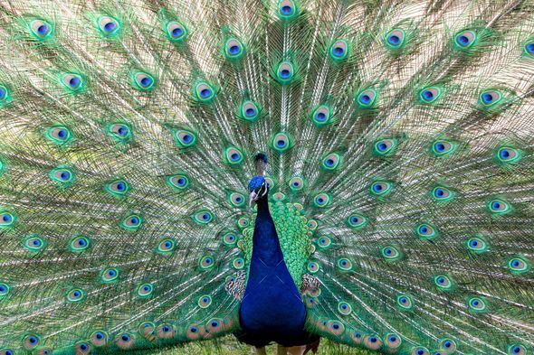 Vibrant peacock proudly flaunting its feathers in its zoo enclosure ...