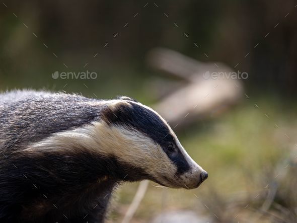 Closeup of a European badger (Meles meles) - Stock Photo - Images
