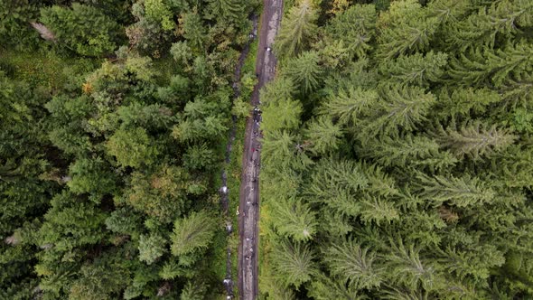 People Crowed Hikers Walking By Trail in Forest alt