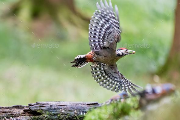 Great spotted woodpecker (dendrocopos major) in flight - Stock Photo - Images