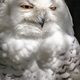 White Owl With Orange Eyes Stock Photo By Wirestock, 45% OFF