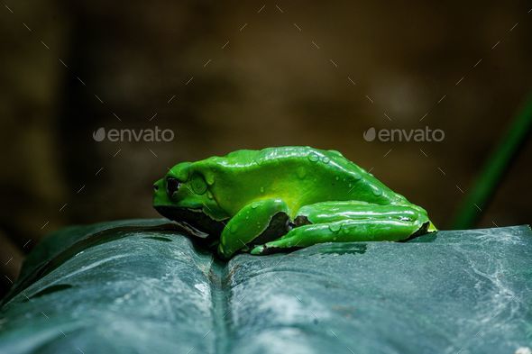Close-up of a small green Giant leaf frog perched on a green leaf.