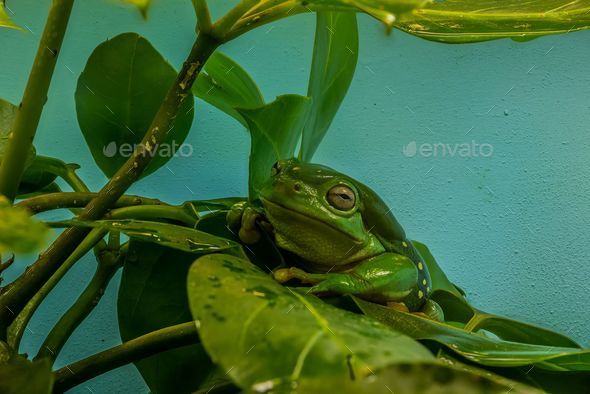 Vibrant green Giant leaf frog is perched atop a leafy plant.