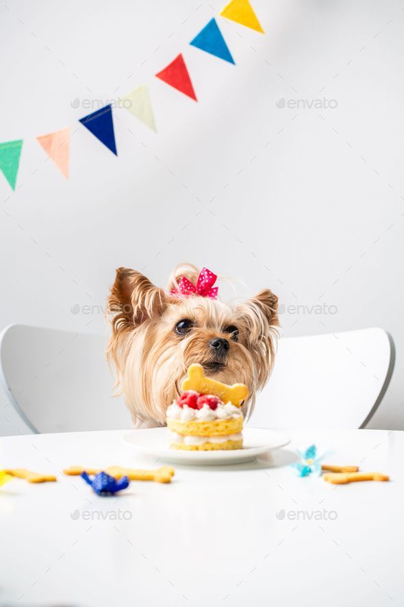 My Creative Way: DIY 3D Yorkie Cake