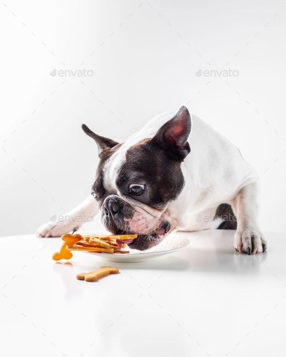 Adorable Boston Terrier dog enjoying a dog snack from a white plate