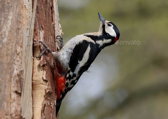 Great spotted woodpecker on a tree trunk. Dendrocopos major. - Stock Photo - Images