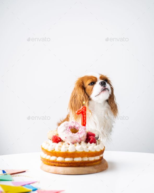 Cavalier king charles store cake