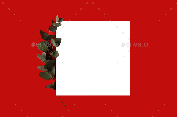 Red minimal background with isolated place for text.Fresh eucalyptus