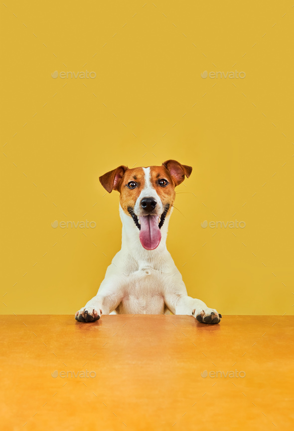 Top of head of Jack Russell Terrier
