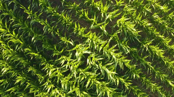 Flying Over Golden Green Corn Sheaves Field Ready for Harvest