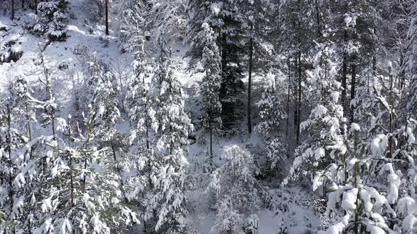 Majestic Winter in the Woods