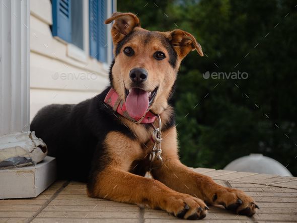 Huntaway dog lying in a relaxed sprawl with its tongue sticking out on a porch outside a house - Stock Photo - Images