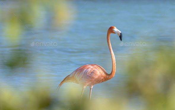 a flamingo standing by the water in the sunlight with its head turned towards the