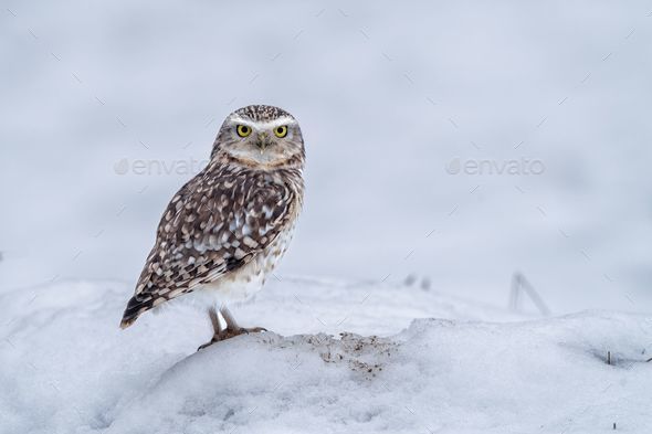 Majestic owl stands in the center of a pristine snow-covered landscape.
