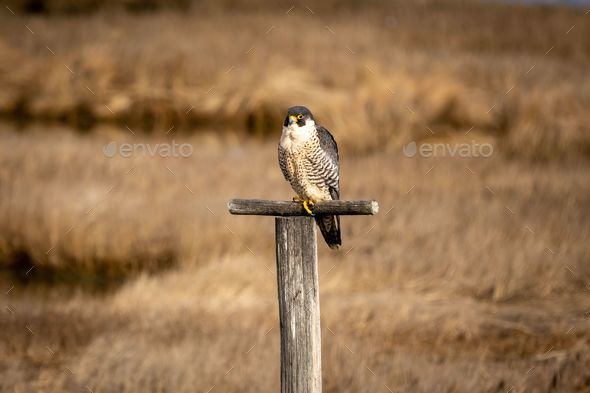 Falcon perched atop a wooden post in an arid field
