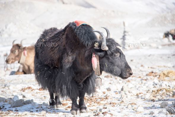Yak stands on a rocky mountain with a bell hung around its neck