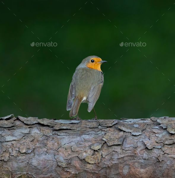 European robin isolated on a green background.