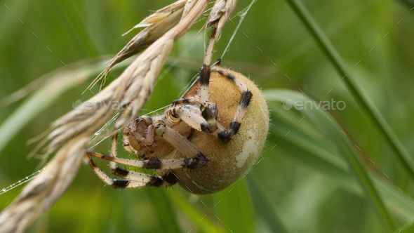Macro shot of an araneus quadratus spider on a dry wheat plant - Stock Photo - Images
