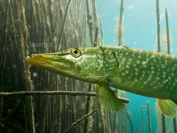 Underwater close up of a Northern Pike (Esox Lucius) - Stock Photo - Images