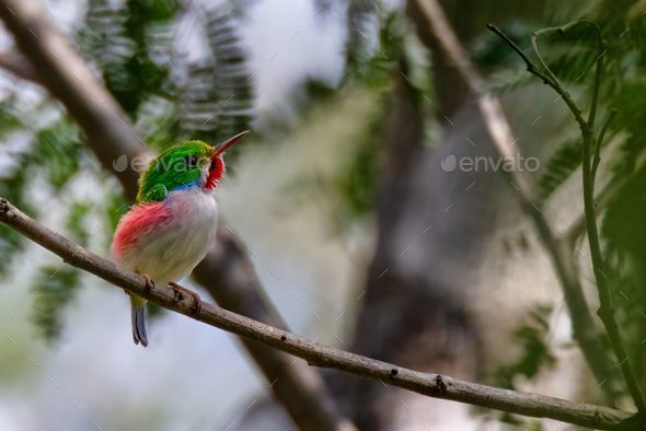 Vibrant and beautiful The Cuban Tody (Todus multicolor) perched on a tree twig in spring - Stock Photo - Images