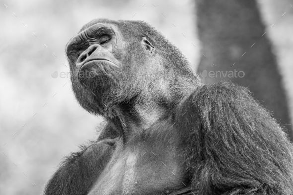Gorilla Pose | jt893x | Flickr