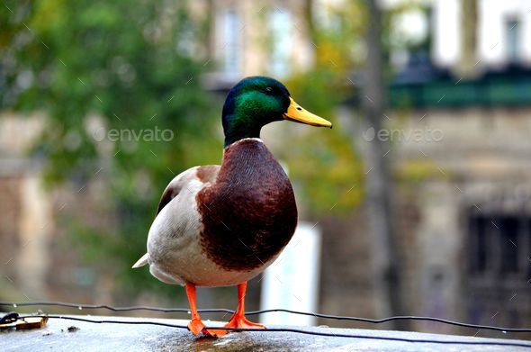 Mallard duck perched on a concrete ledge in an urban environment, looking off to the side