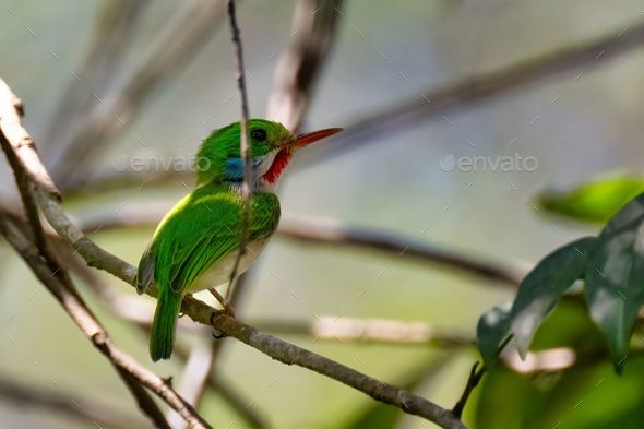 Vibrant and beautiful The Cuban Tody (Todus multicolor) perched on a tree twig in spring - Stock Photo - Images