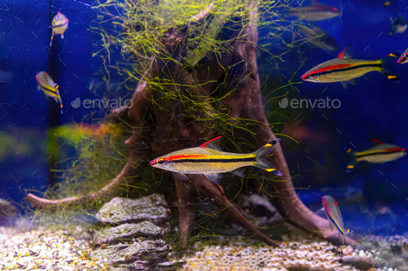Melanotaenia Australis, Rainbowfish Swimming In Aquarium Pool With Green Seaweed - Stock Photo - Images