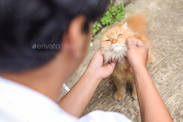 Happy cat is pleased with male hand stroking
