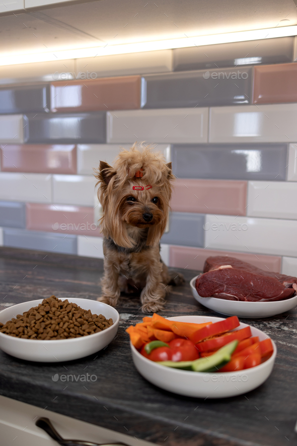 A dog on the kitchen table chooses feed among meat, vegetables and dry dog feed