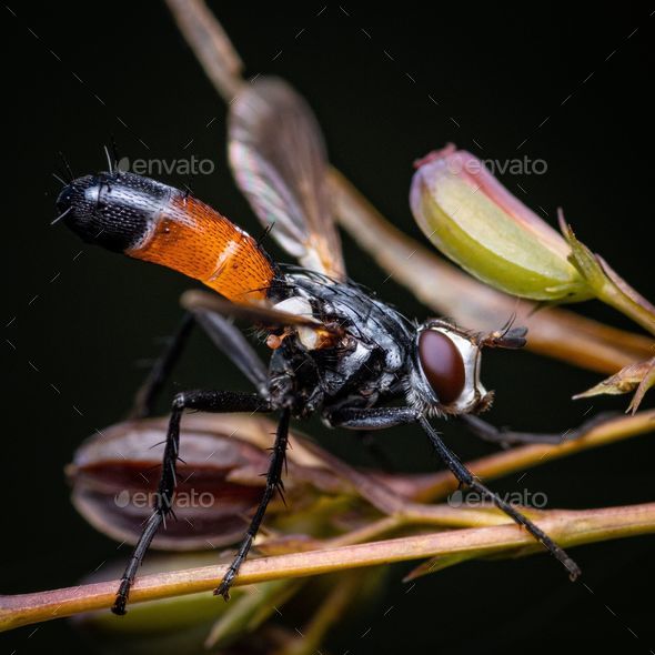 Macro shot of Cylindromyia brassicaria, a species of fly in the family Tachinidae. - Stock Photo - Images
