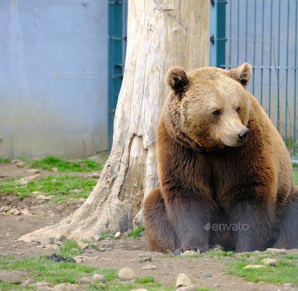 Large brown bear posing contentedly against a wooden tree trunk in an enclosure