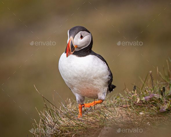 Close-up of an Atlantic puffin (Fratercula arctica) walking on the grass - Stock Photo - Images