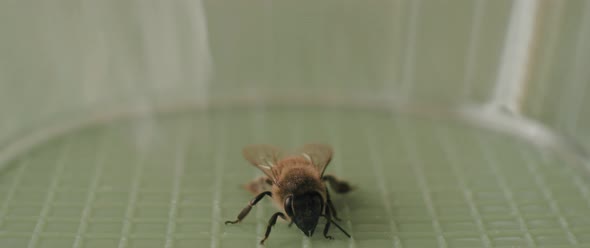 A bee moving its antennas