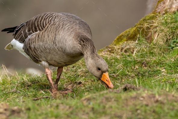 Greylag goose (Anser anser) in a field - Stock Photo - Images