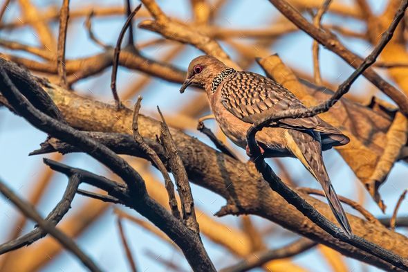 Spotted dove (Spilopelia chinensis) perched on a tree branch - Stock Photo - Images