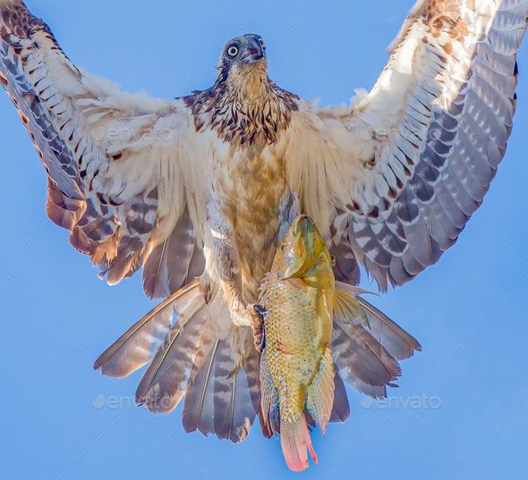 Majestic bird soaring through the sky, with a freshly-caught fish clutched in its claws