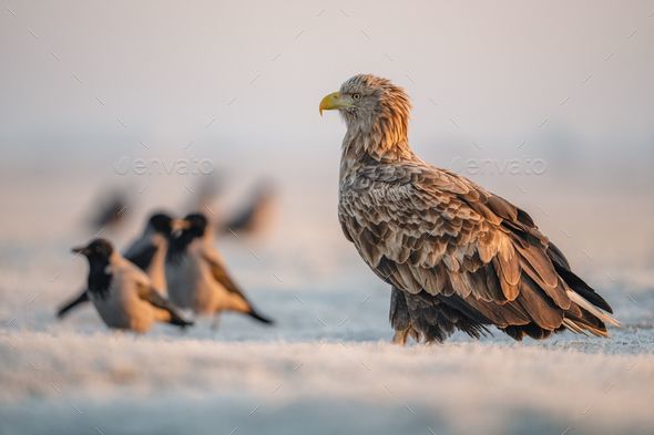 golden eagle perched