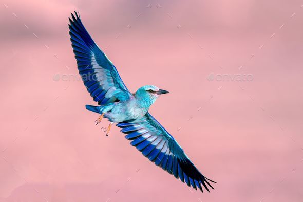 Majestic roller bird soaring through a sky with soft pink hues