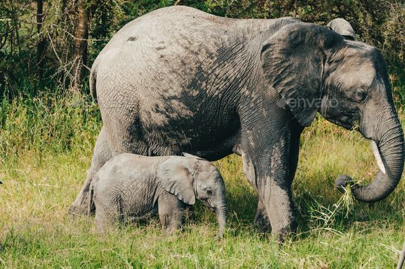 15,600+ Baby Elephant Stock Photos, Pictures & Royalty-Free Images