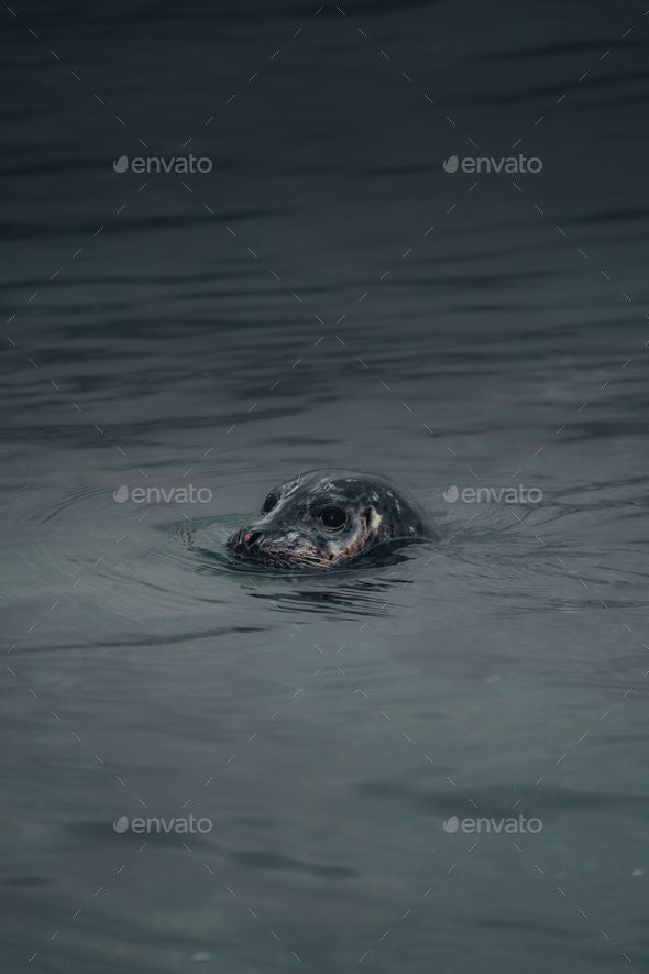 A vertical shot of a small sea lion peeking out of dark water