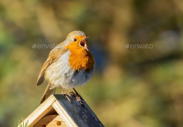 European robin (Erithacus rubecula) perched on a birdhouse - Stock Photo - Images