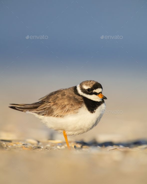 Selective focus shot of a ringed plover (charadrius hiaticula) - Stock Photo - Images
