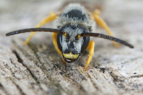 Facial closeup on a male Giant furrow bee, Halictus scabiosae sitting on wood - Stock Photo - Images