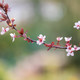 Spring florals - PhotoDune Item for Sale