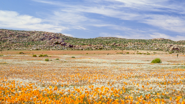 Namaqualand Spring Landscape Stock Photo by zambezi | PhotoDune