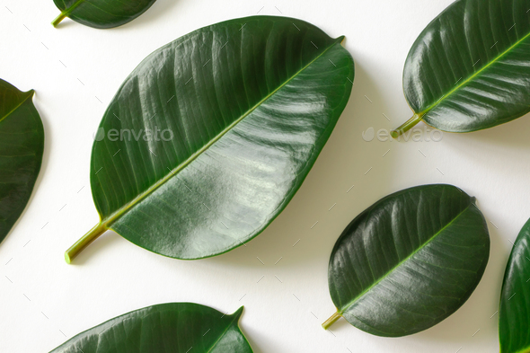 Green leaves pattern background, natural background and wallpaper. Nature  of green leaf in garden at summer. Natural green leaves plants using as  spring background. Vertical. Selective focus. Stock Photo