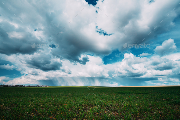 Rain Rainy Clouds Above Countryside Rural Field Landscape With Young Green Wheat Sprouts In Spring